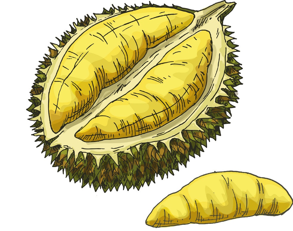 Durian Clipart