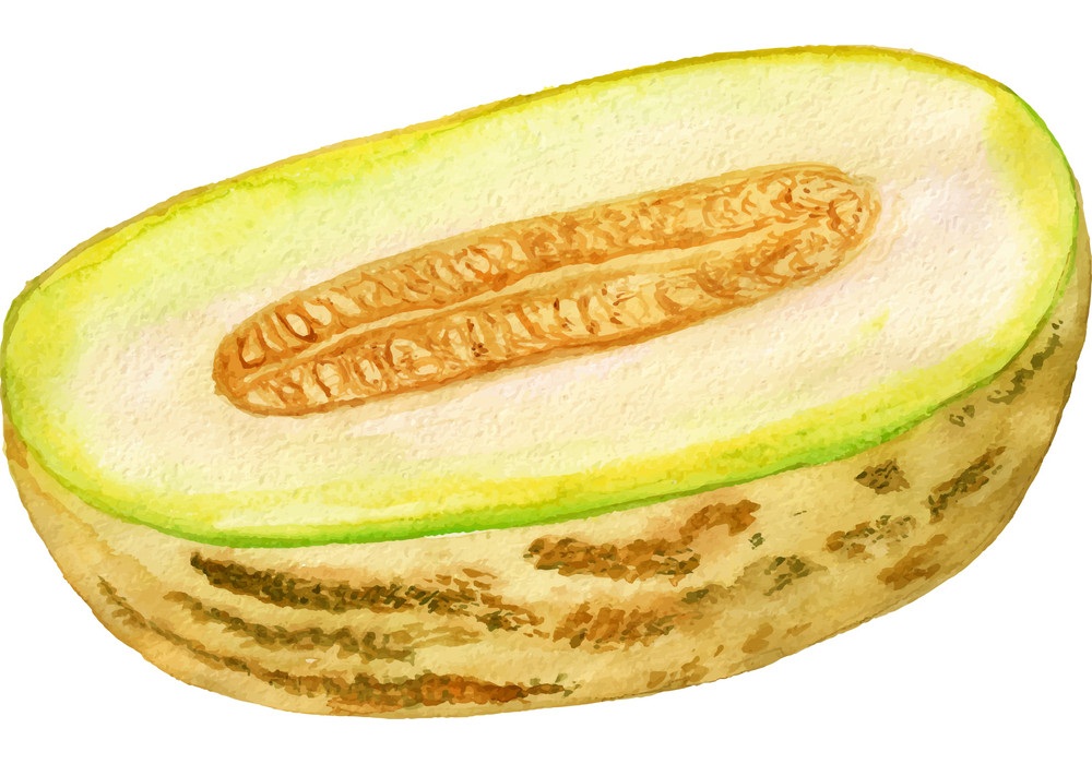 half of watercolor melon