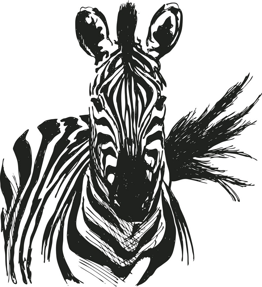 hand drawing zebra