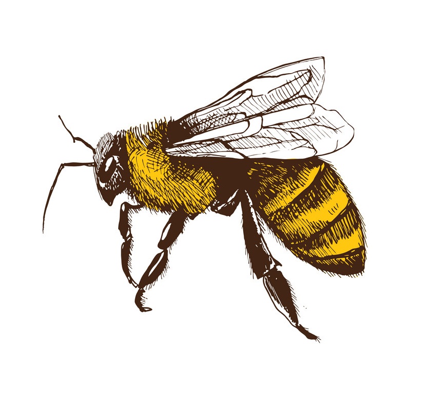 hand drawn bee