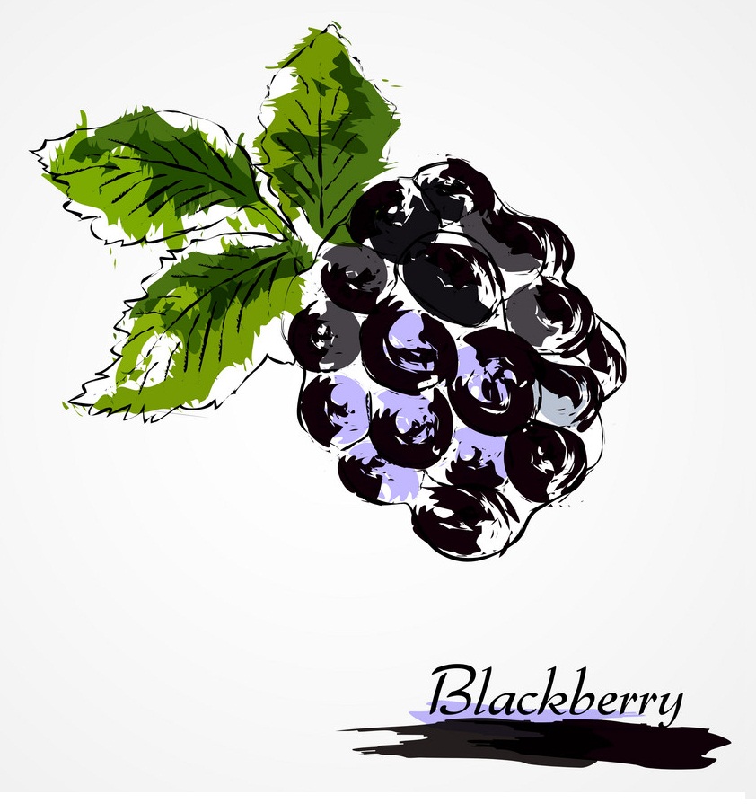 hand drawn blackberry