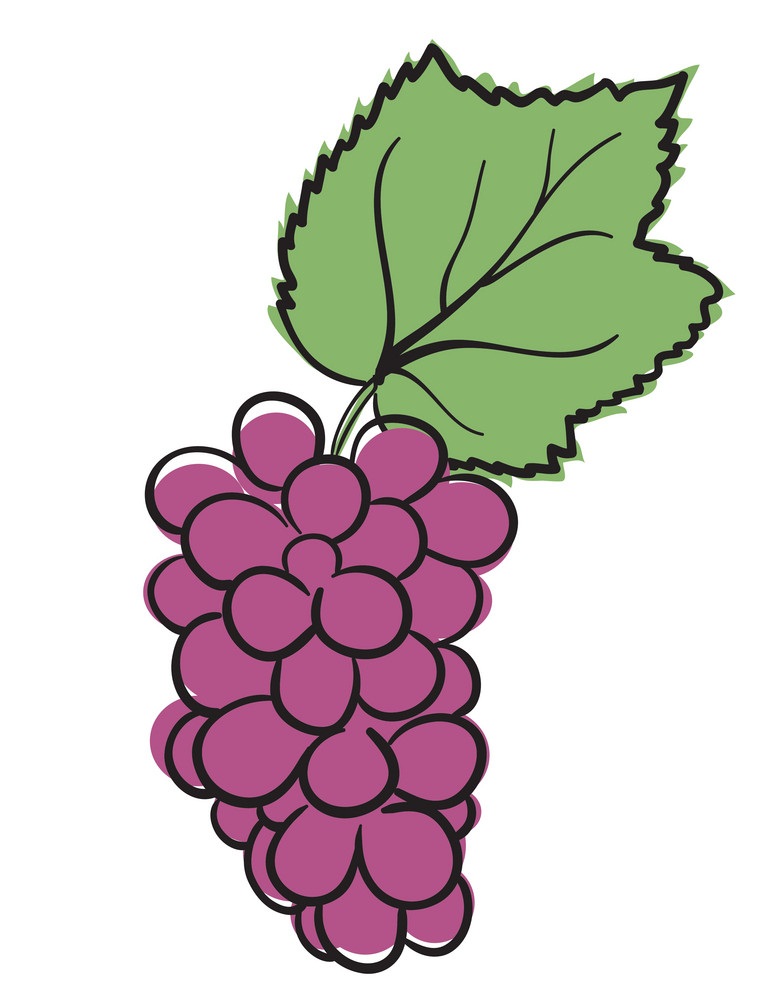 hand drawn grapes