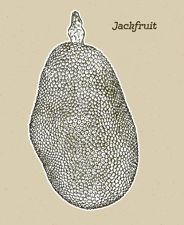 hand drawn jackfruit
