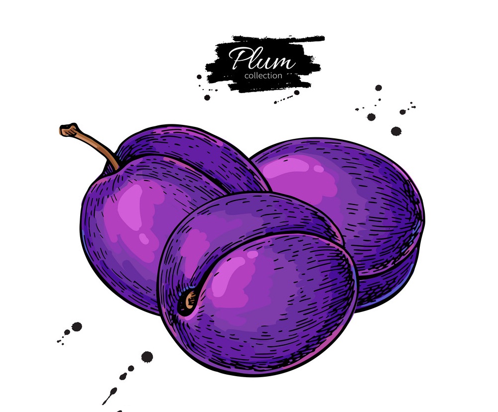 hand drawn plums