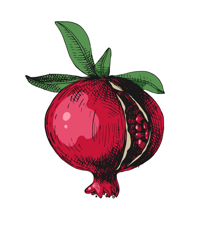 hand drawn pommegranate