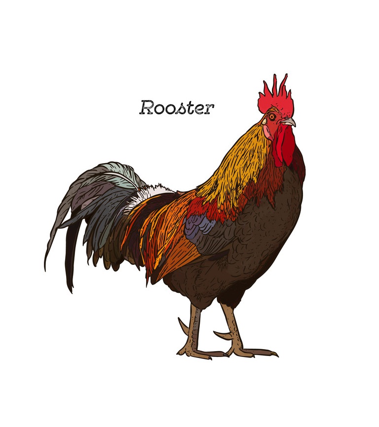 hand drawn rooster