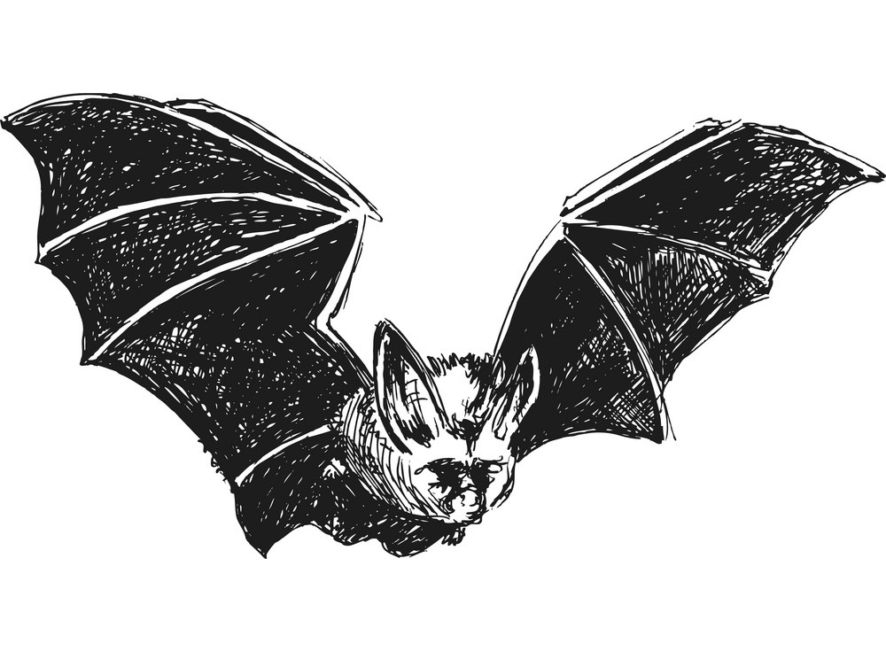 hand sketch bat