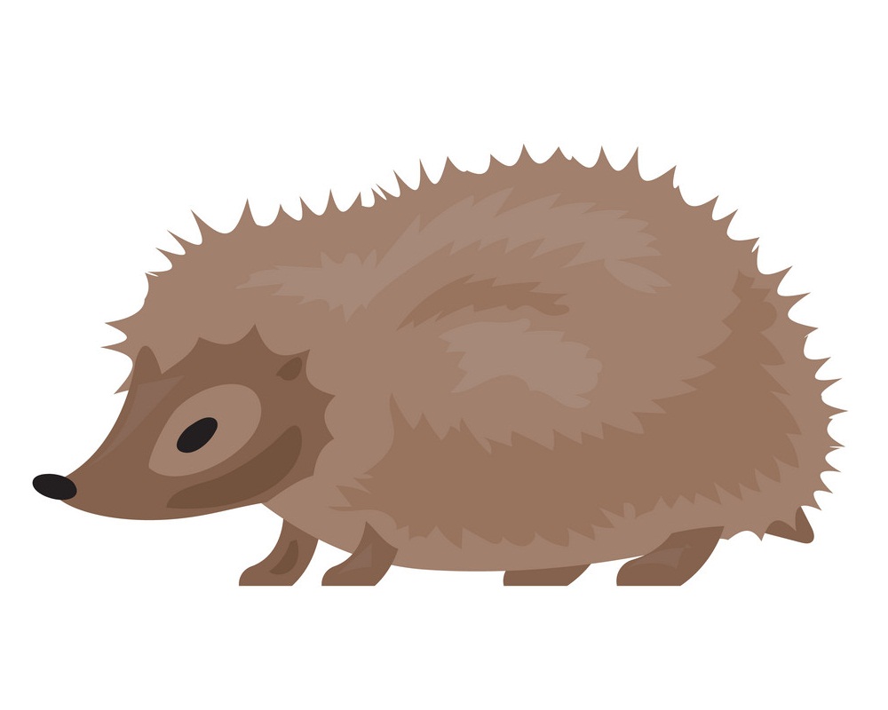 hedgehog flat design
