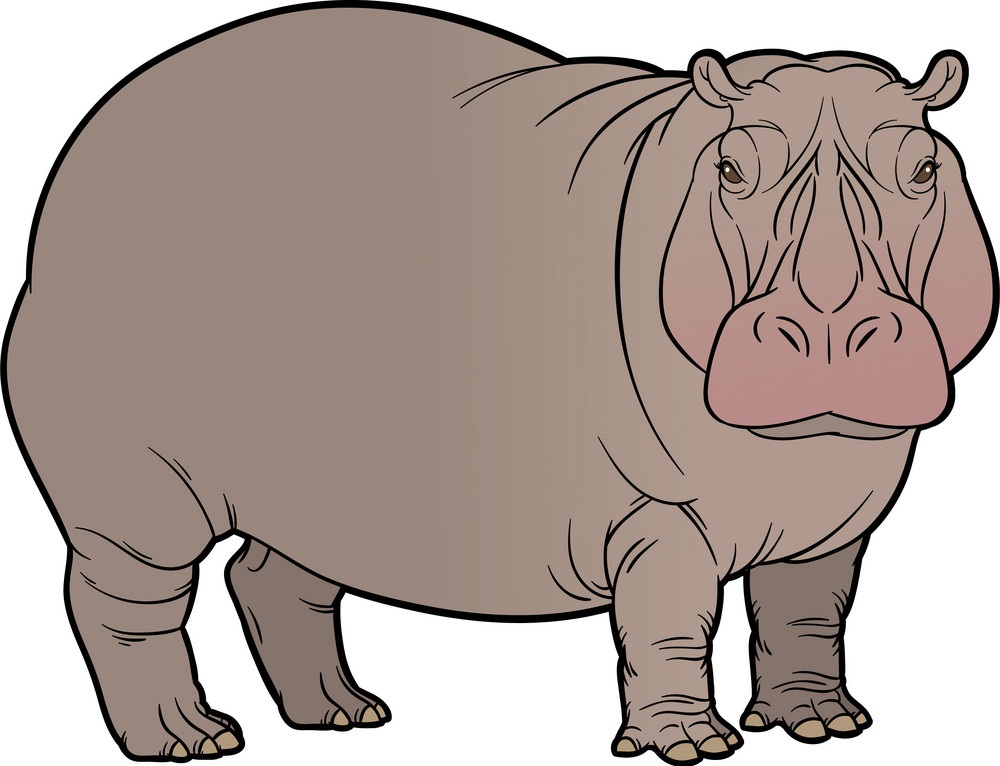 hippo or hippotamus