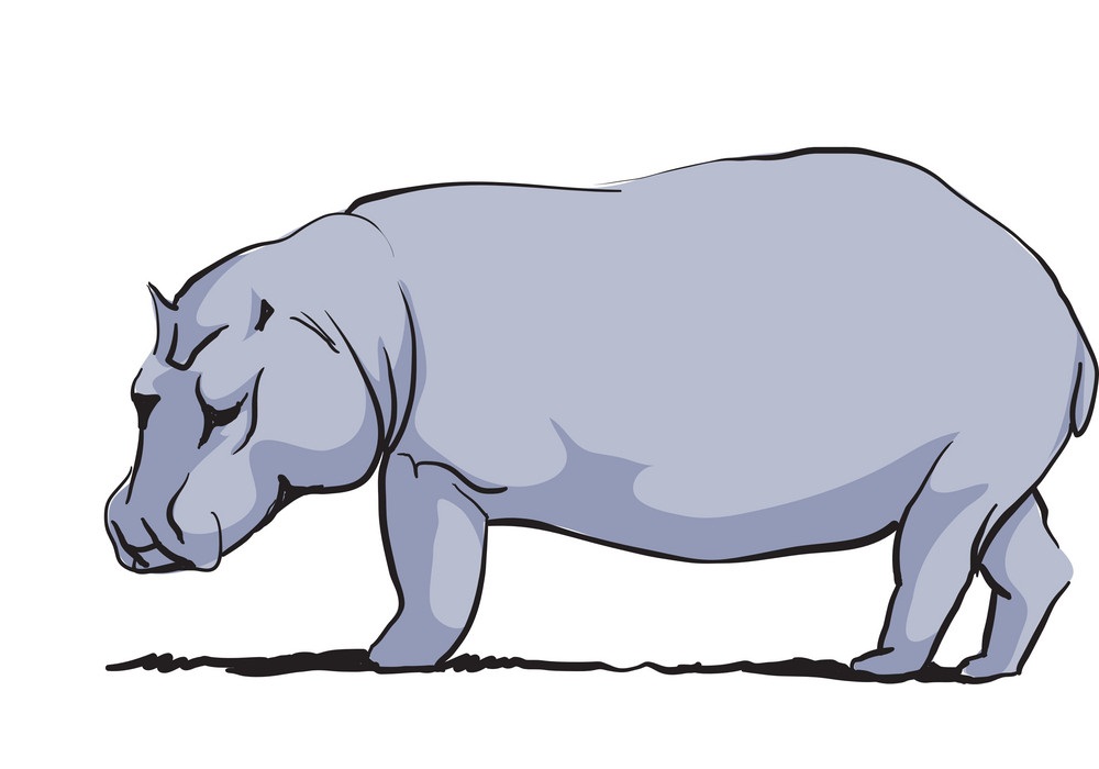 hippo sketch