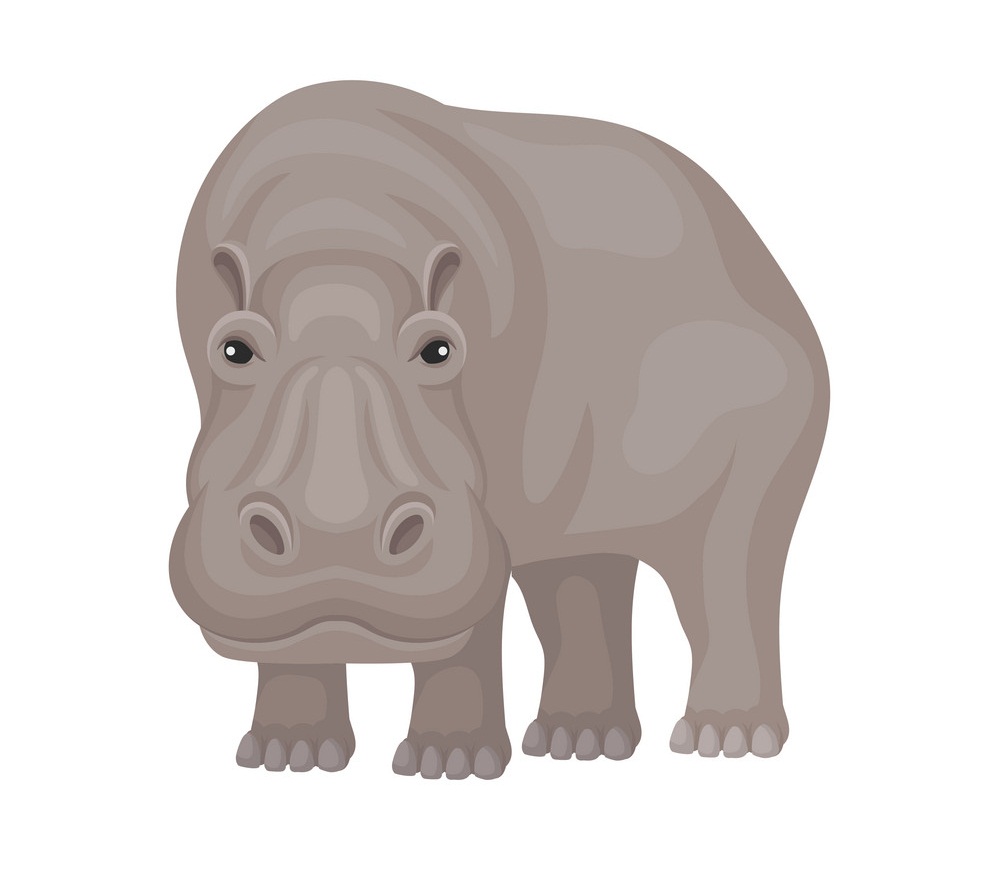 hippo staring