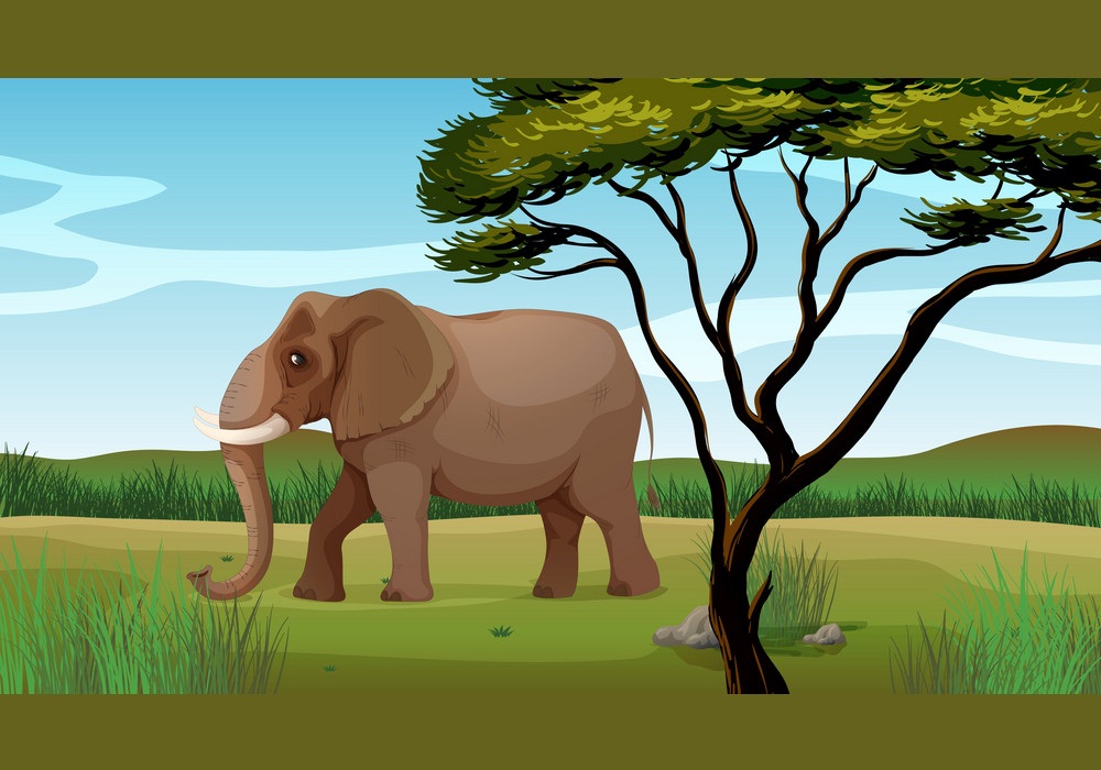 huge african elephant
