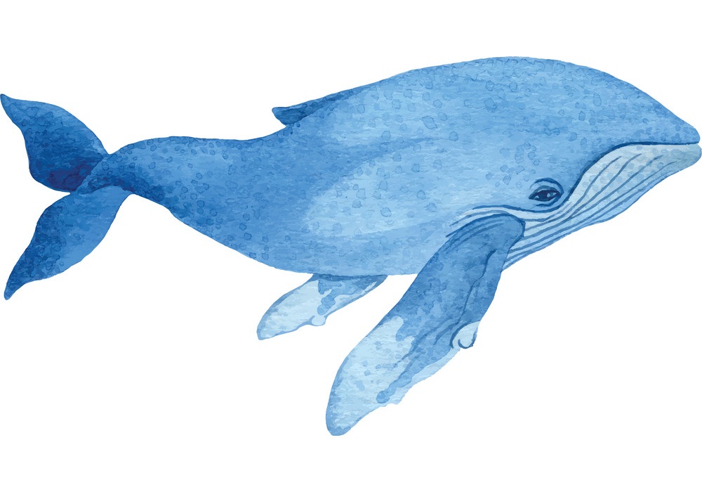 humpback whale 1