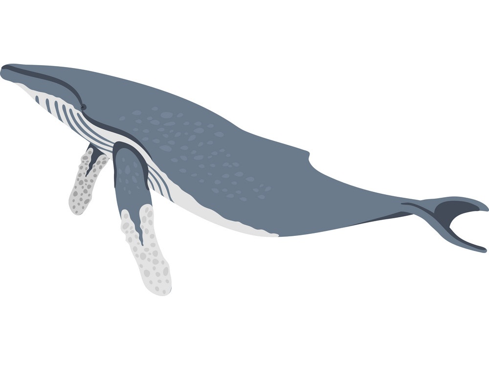 humpback whale flat design