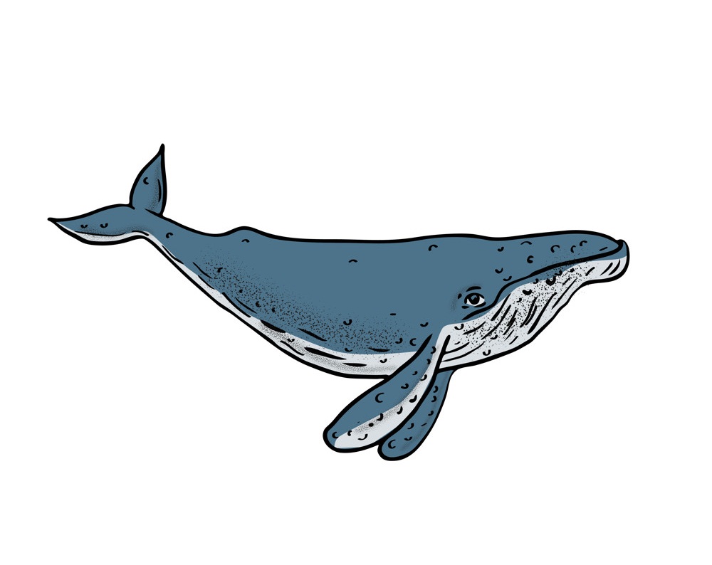 humpback whale hand drawn