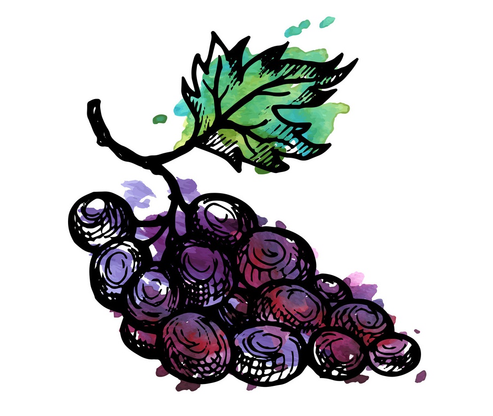 ink drawing grapes