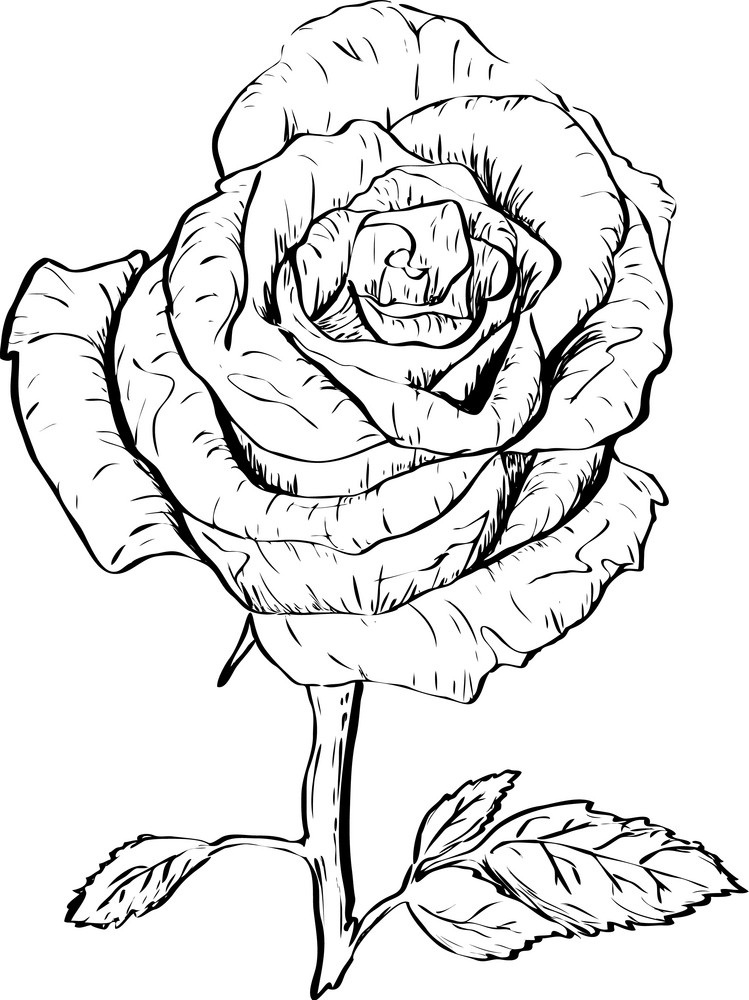 ink rose outline