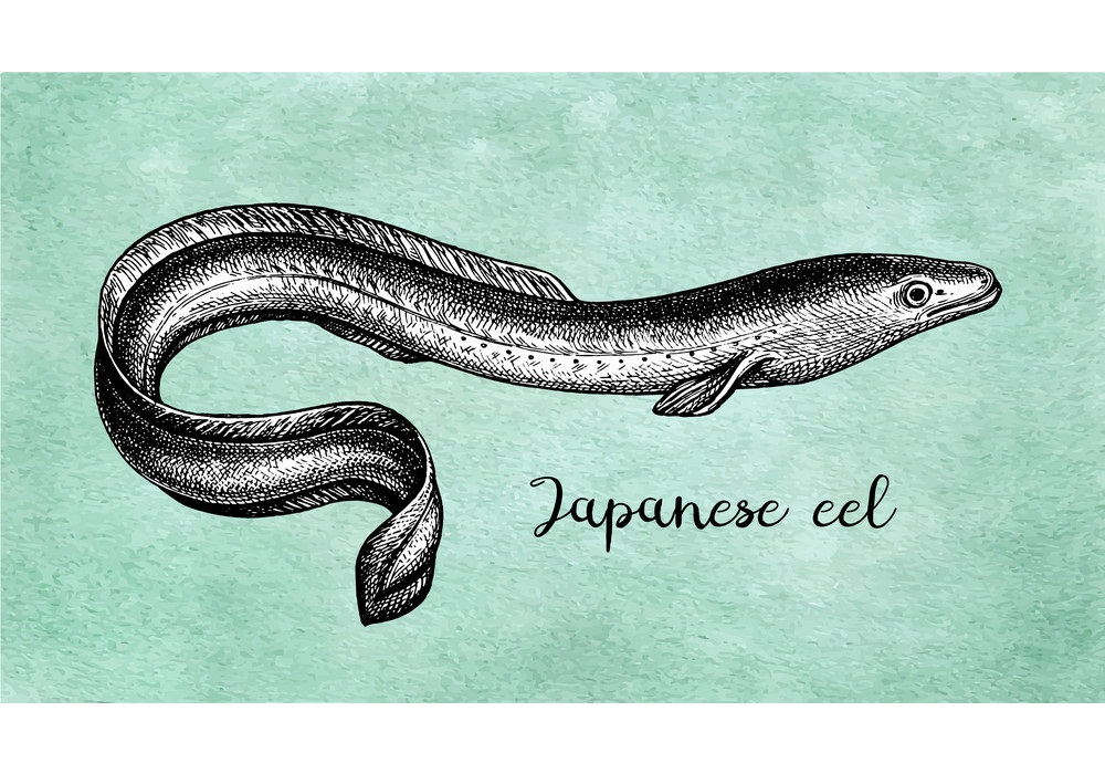 japanese eel sketch