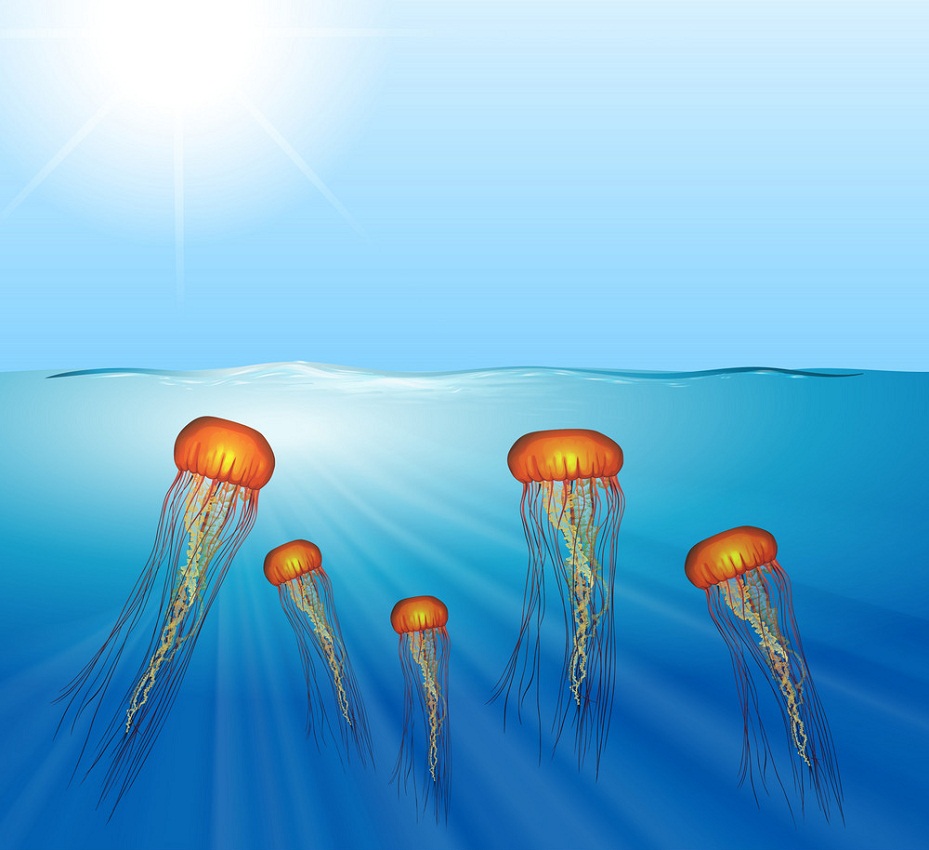 jellyfish swimming under the sea