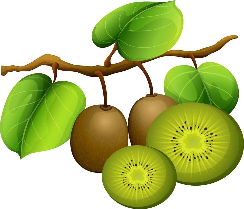kiwi fruit on branch