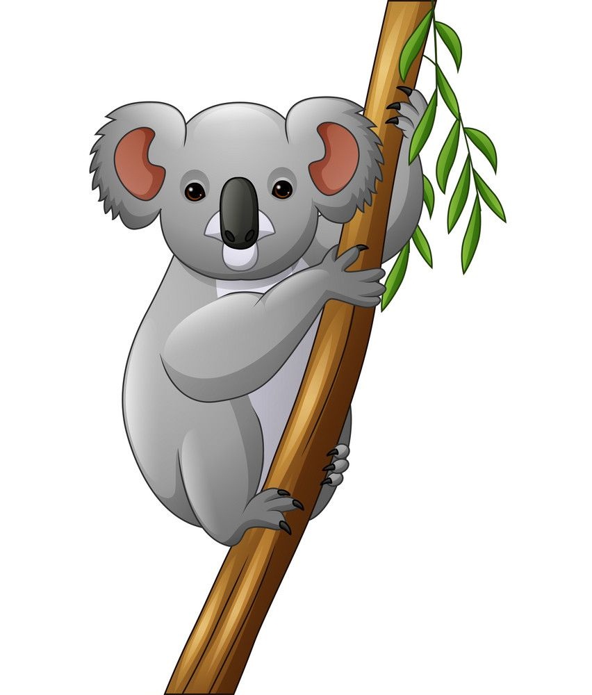 koala on a tree branch