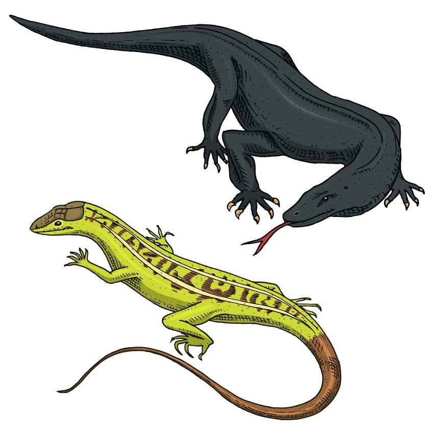 komodo dragon and sand lizard