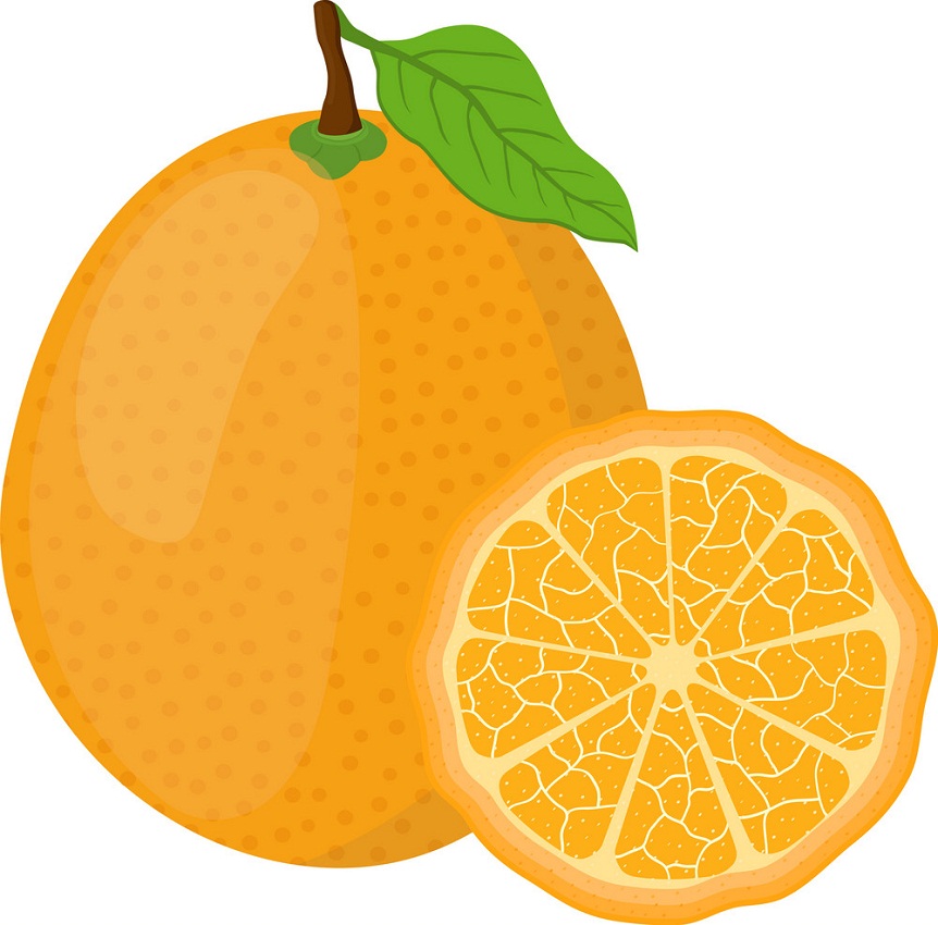 kumquat and a slice