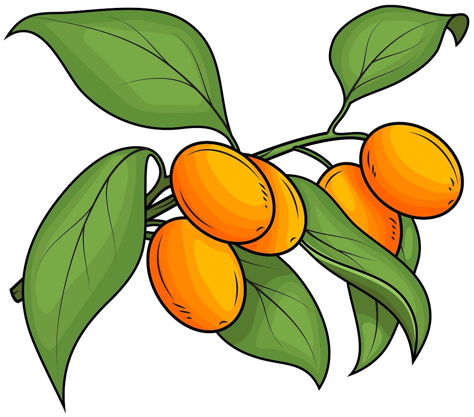 kumquat branch 1