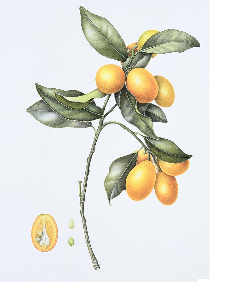 kumquat branch 2
