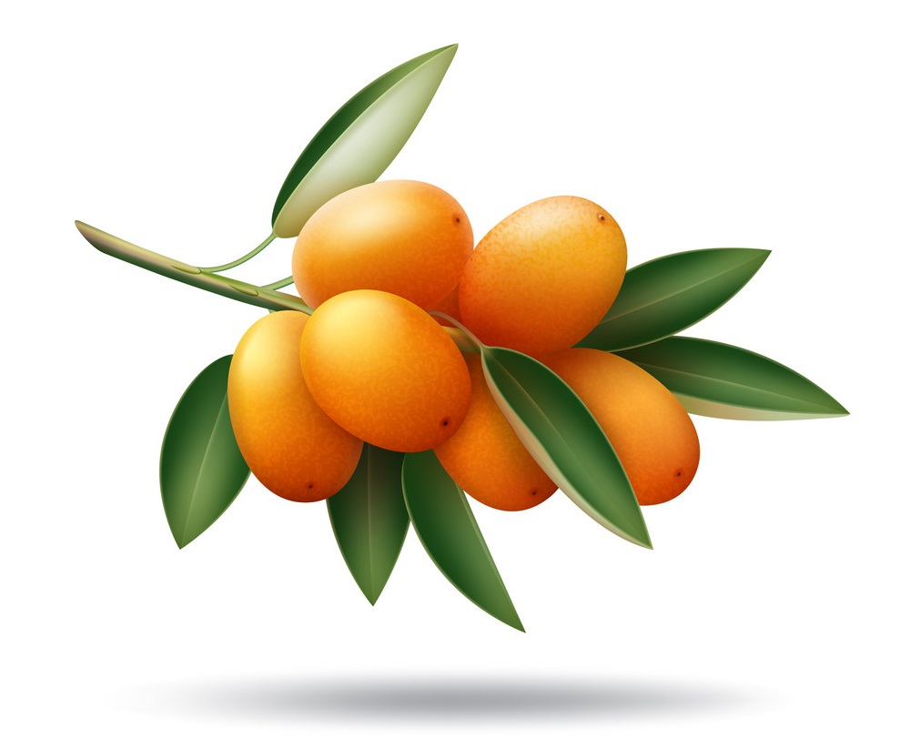 kumquat branch with leaves