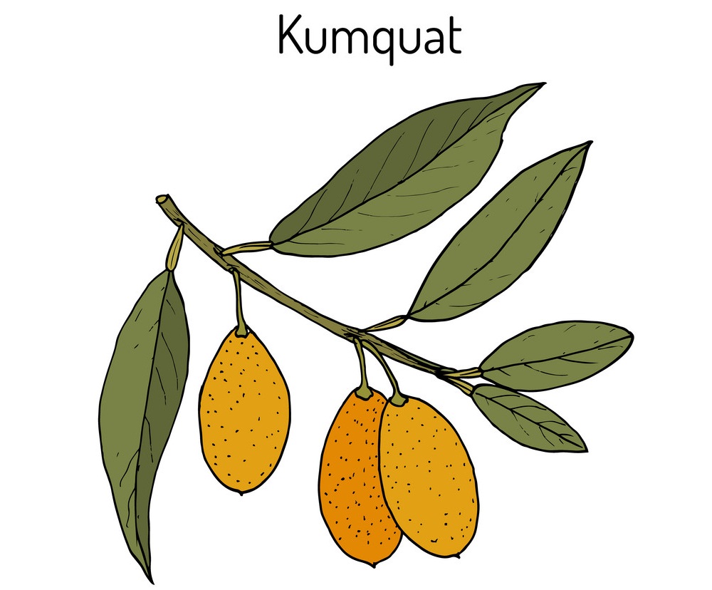 kumquat branch