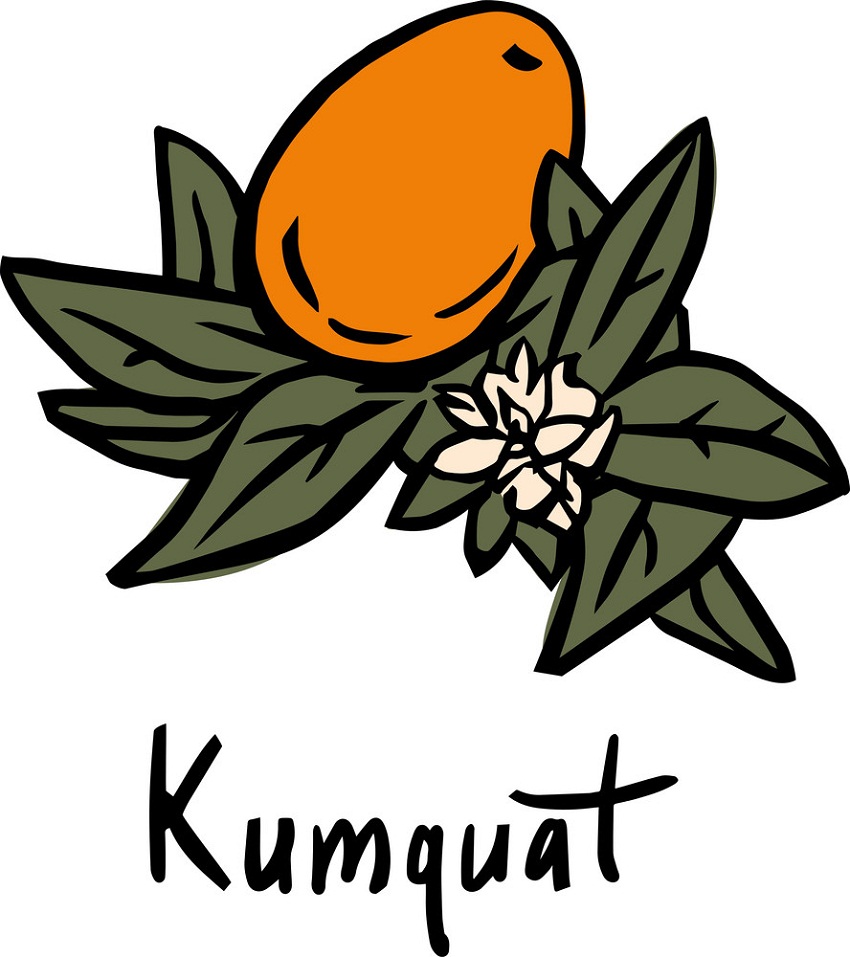 kumquat fruit with leaves