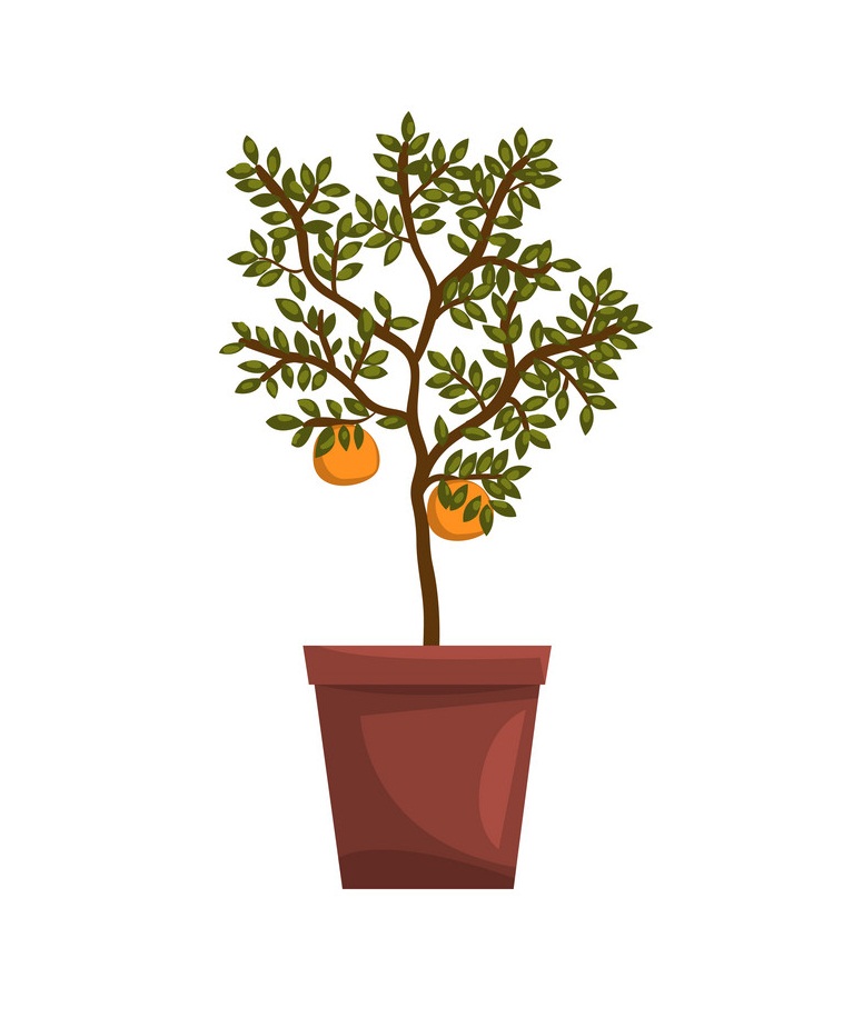 kumquat indoor house plant