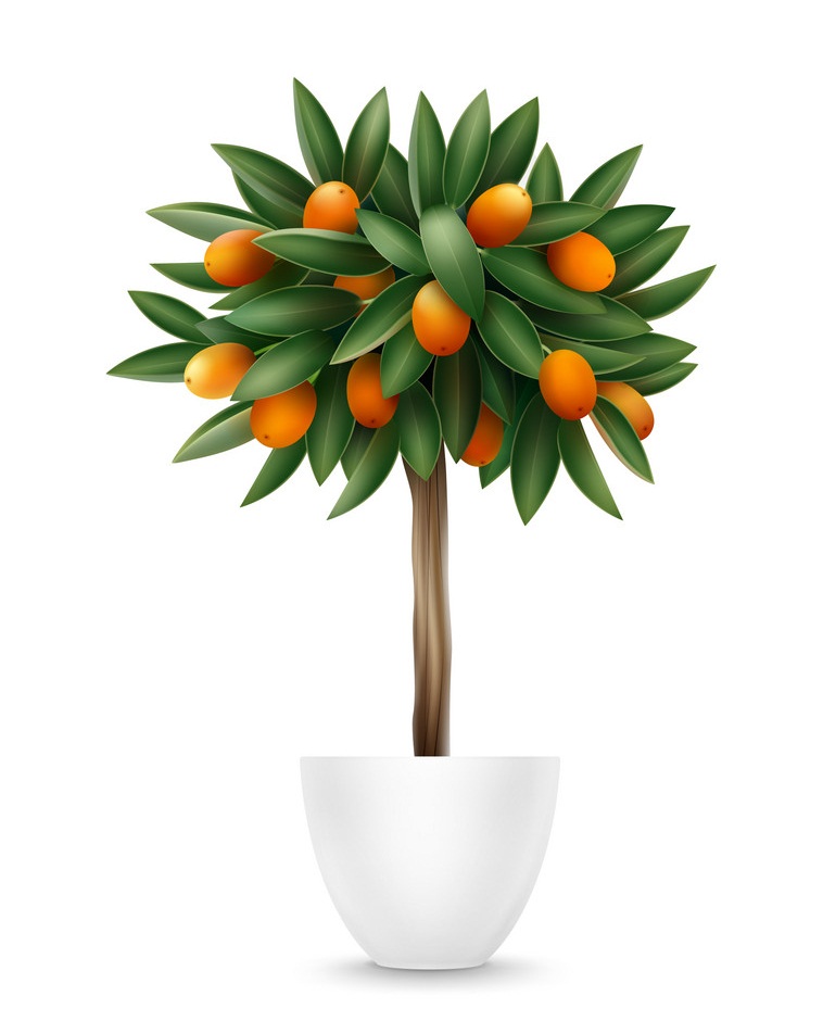 kumquat tree in a pot