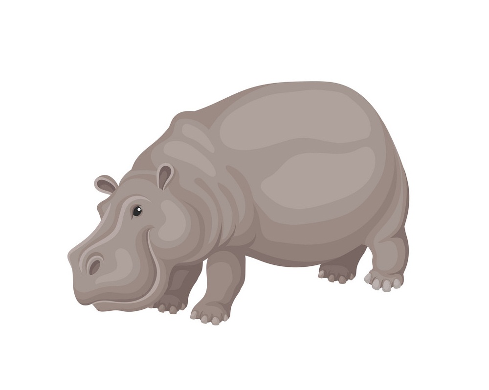 large hippo