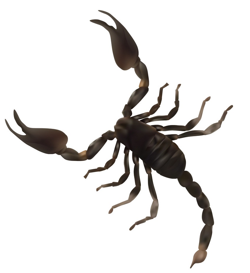 large scorpion