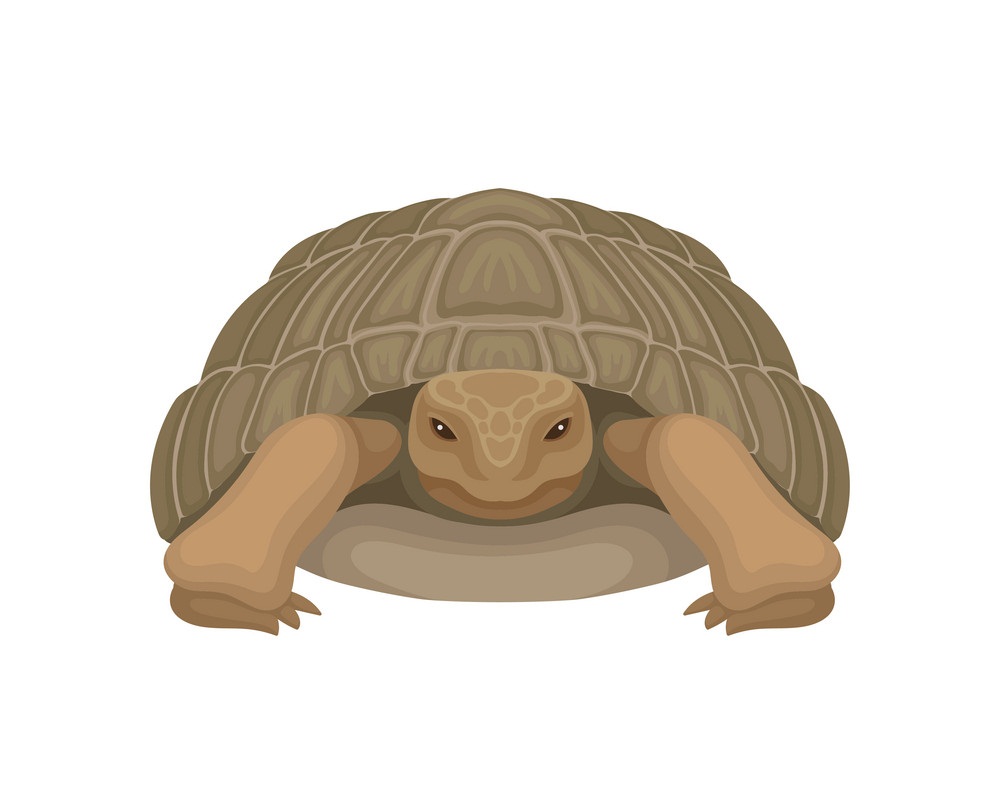 large tortoise