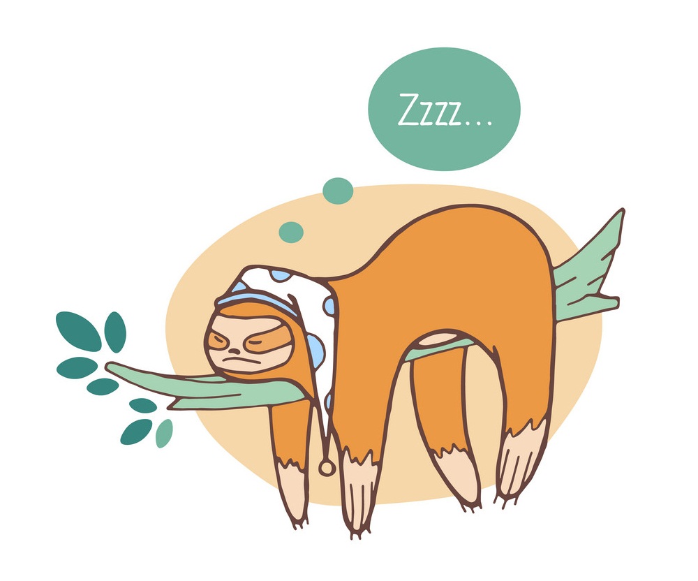 lazy sloth sleeping on a branch