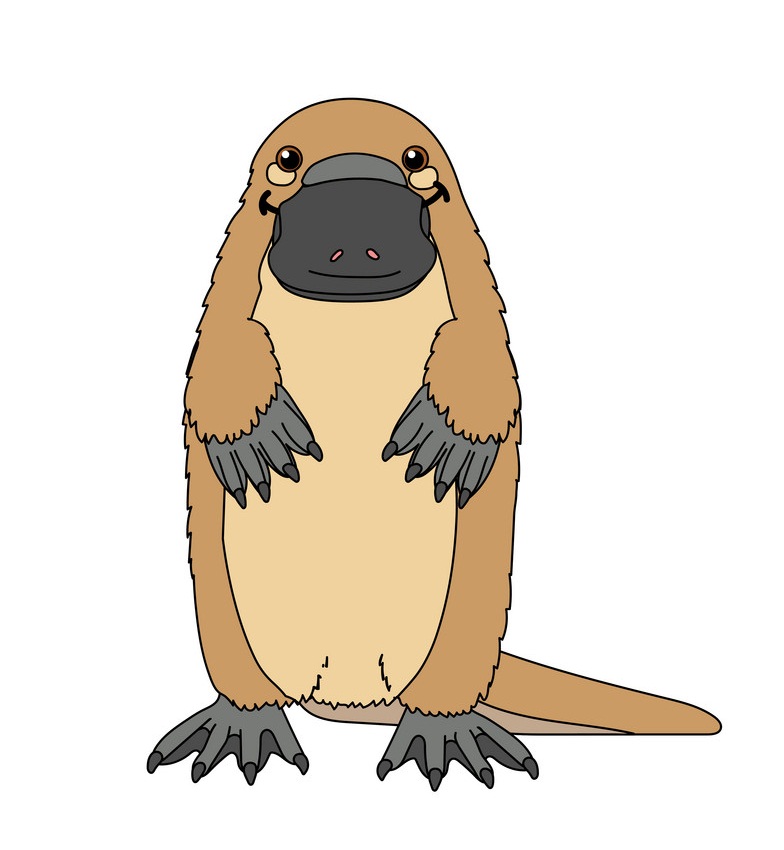little platypus standing