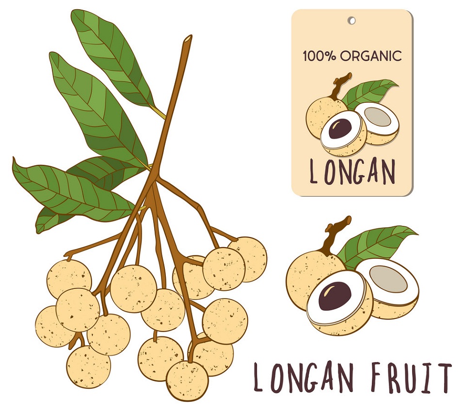 longan fruit 1