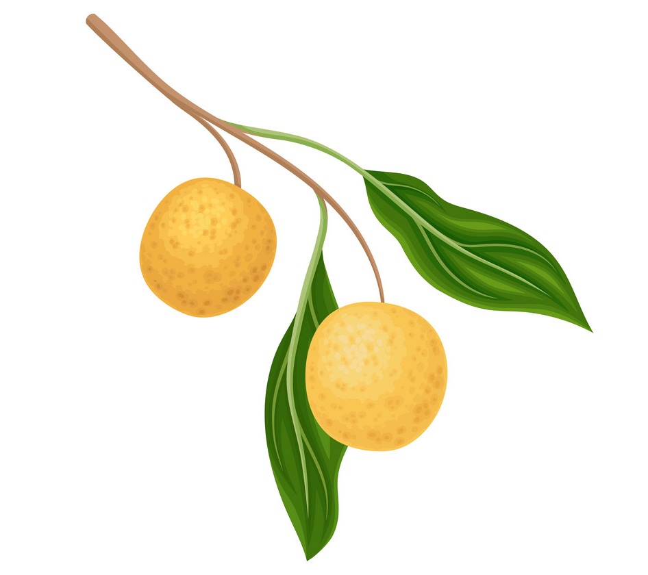 longan fruits 2