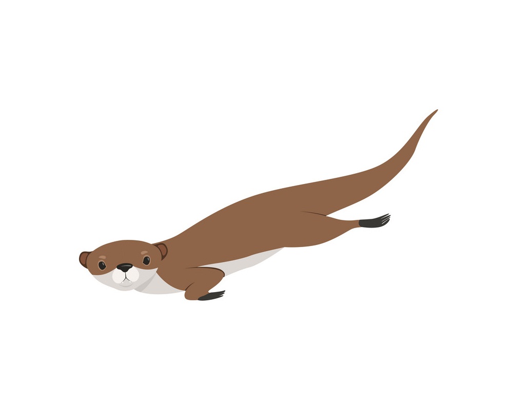 lovely brown otter swimming