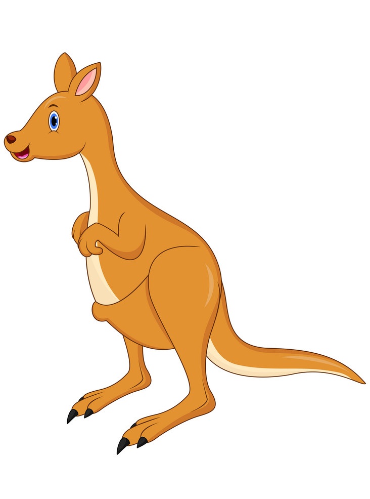 lovely kangaroo