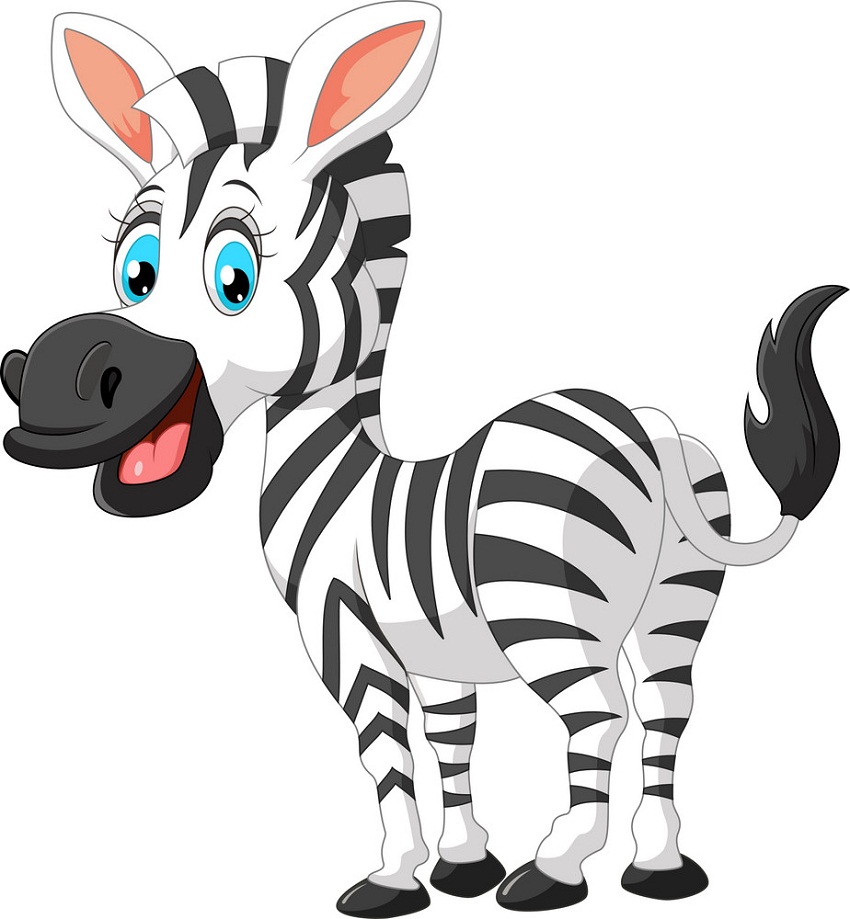 lovely zebra