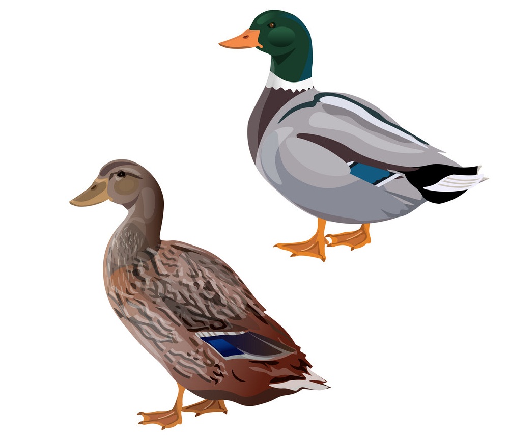 male and female mallard duck