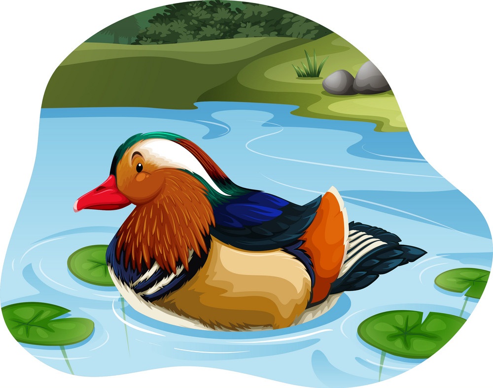 mandarin duck swimming