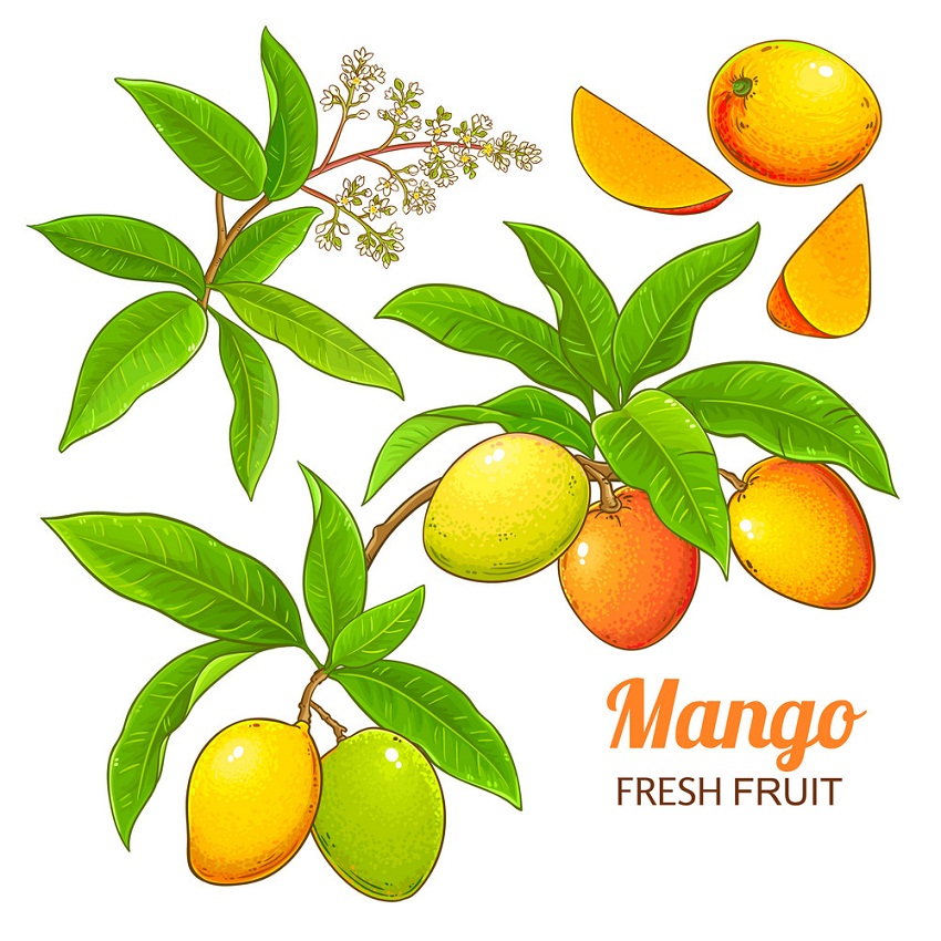 mangoes on a branch