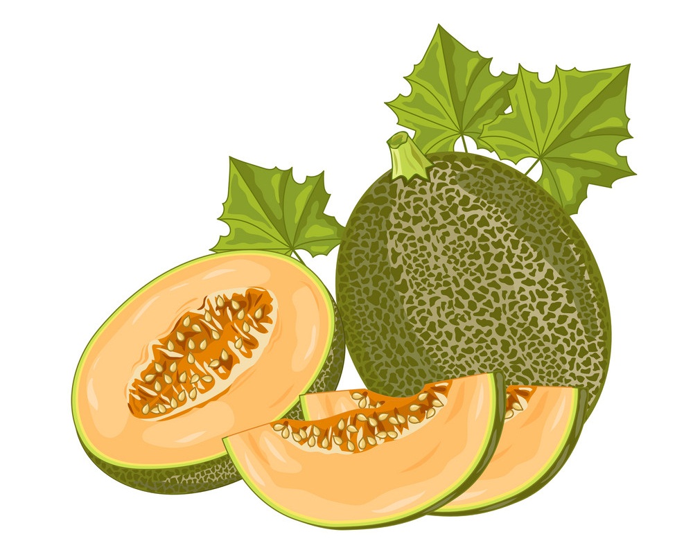 Melon Clipart