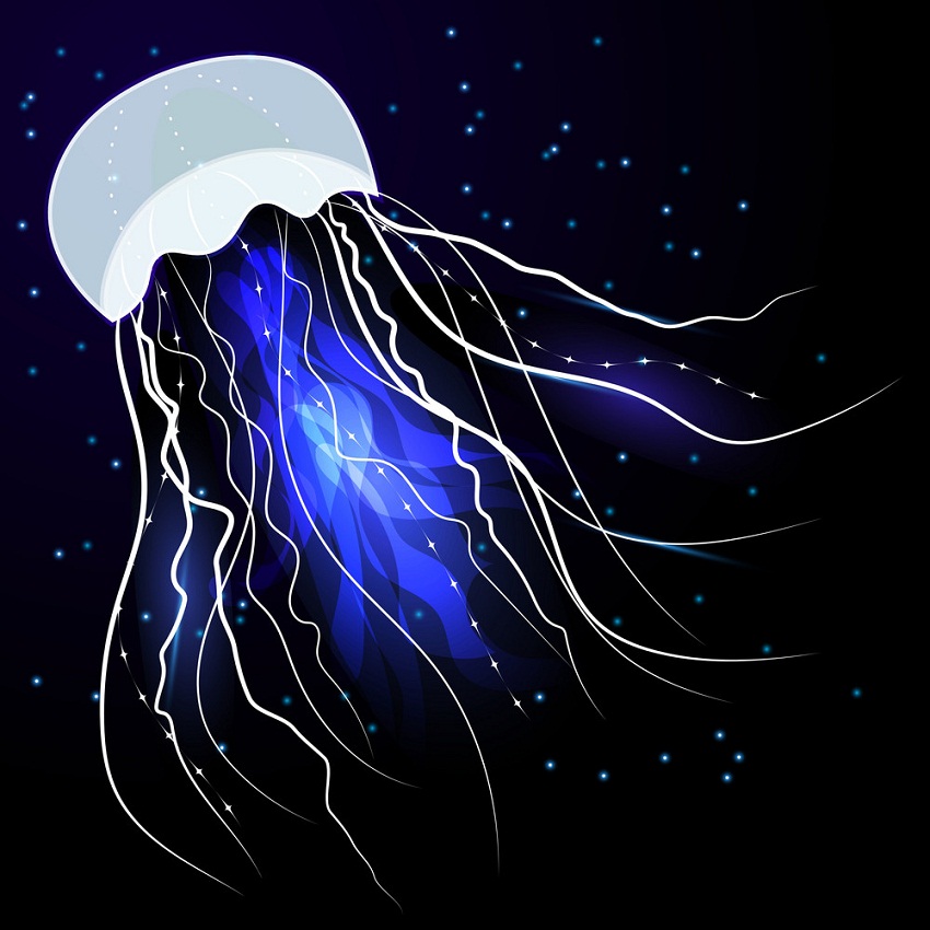 miracle jellyfish