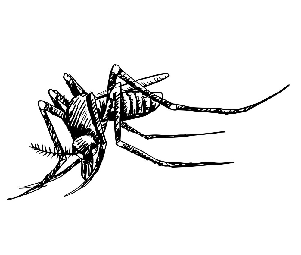 mosquito sketch